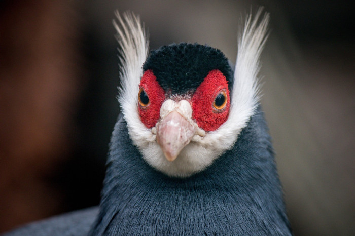 Can Birds Hear Better Than Humans?