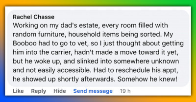 16 Stories That Prove Cats Are Smarter Than You Think