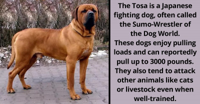 Quora Users Name The World's Most Dangerous Dog Breeds