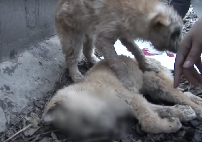 I couldn't imagine walking up to this poor dog and her deceased sibling.