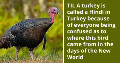 Redditors Share Funny Names They Have For Turkey Birds In Different Countries, All Created To Avoid Confusing The Name With The Country (Now Turkiye)