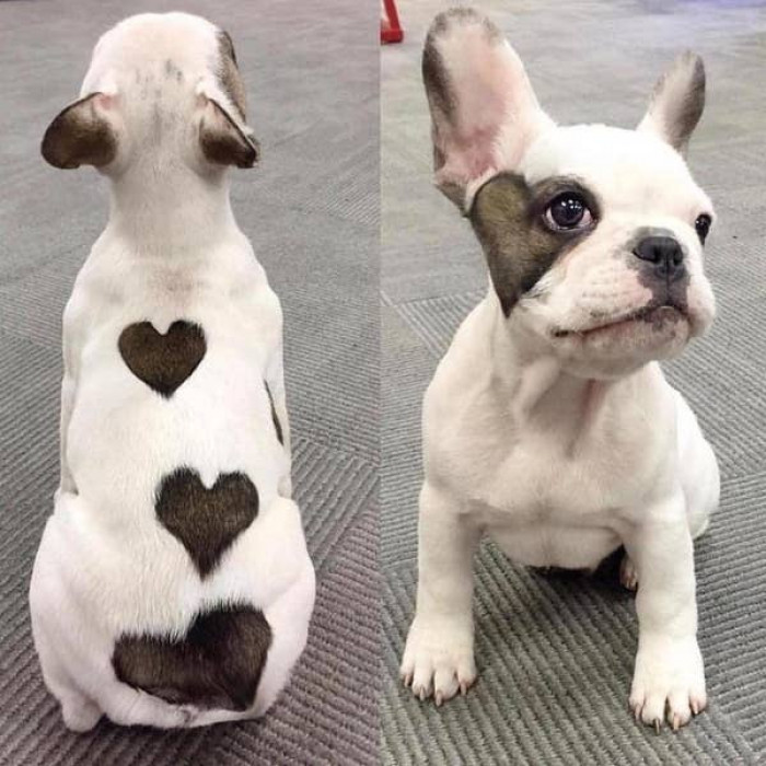 3. A puppy covered in love.