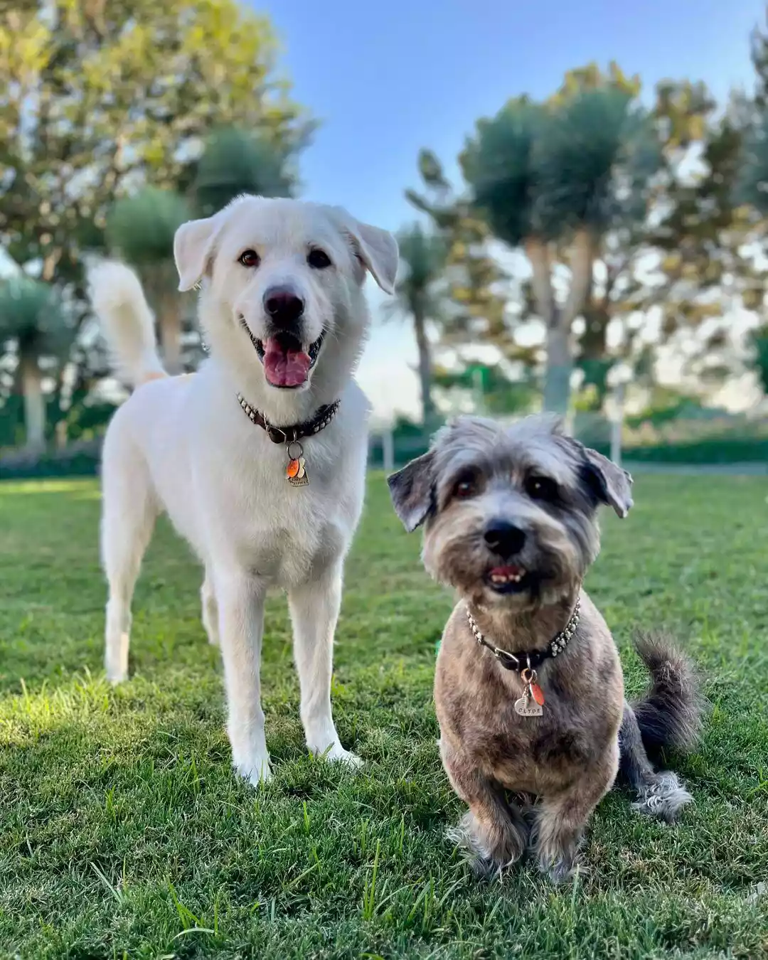 Lord Chesterfield and Clyde, the royal duo of Aniston’s furry family.