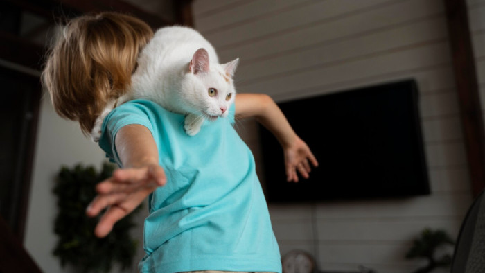 Cat Facts About Senses and Movement