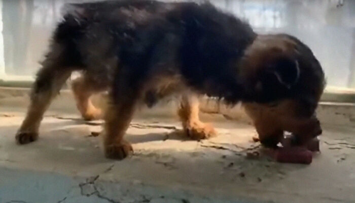 So he took him in and named him Smesten.