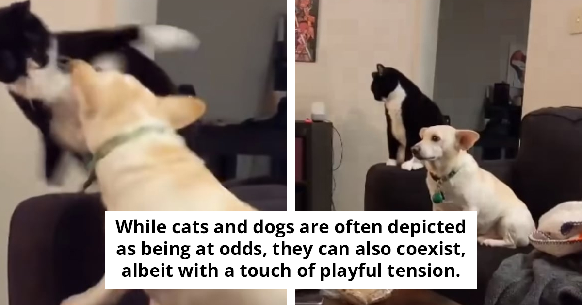 Cat’s Reluctant Attack On Dog In Funny Video Has Everyone Cracking Up