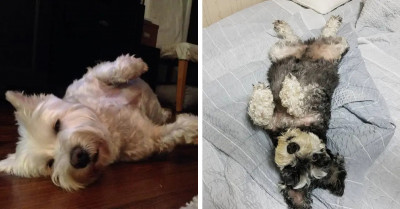 Say Hello To One Of The Most Adorable Dog Breeds On The Planet: Miniature Schnauzers