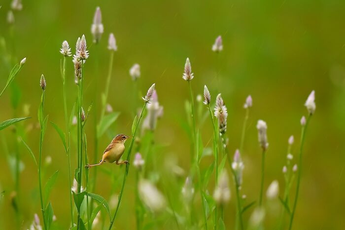 “Plain Prinia”