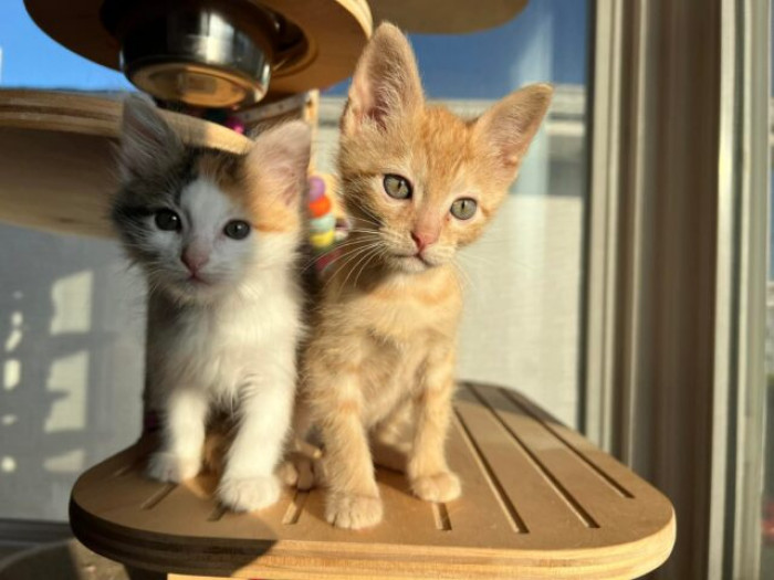 Meet Cinnamon and Cardamom
