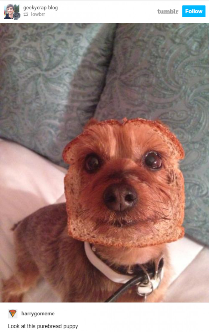 13. How to make your dog cuter: Use a slice of bread.