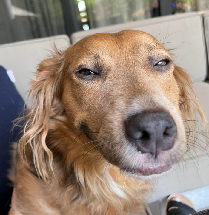 16. "My Dog Had to Get High for Surgery [OC]"