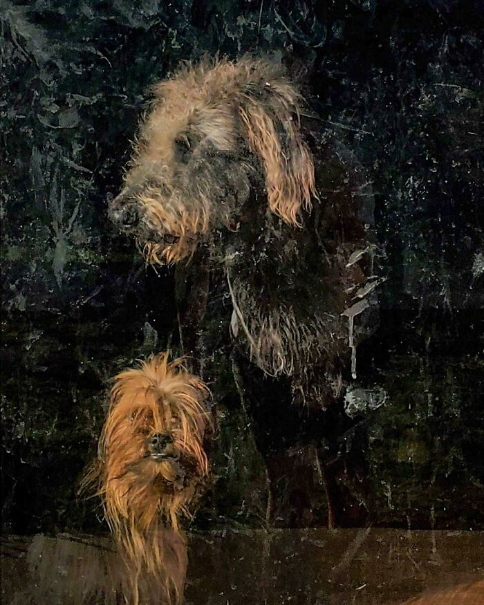 19. The Dogs Through A Dirty Glass Door Look Like A Old Painting