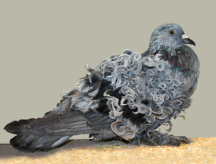 18. The Grey Frillback Pigeon Breed