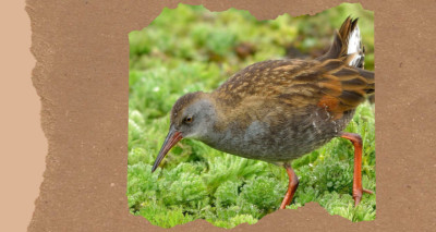 Birds of Colombia: 17 Species From the Andes, Chocó, and Caribbean Coast