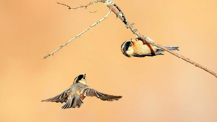“Rufous-Fronted Tit”