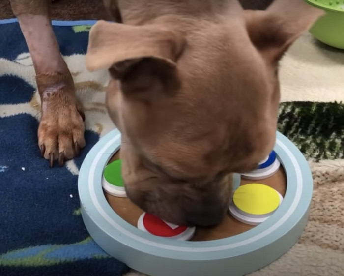 They used slow feeders so he wouldn’t eat too fast