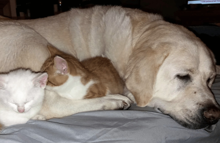 We're so glad this beautiful pup got the ending they deserved