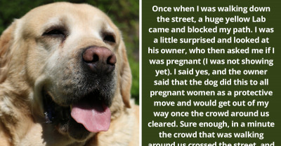 Pet Owners Share Moments And Pictures Of The Cutest Things They've Seen Their Doggos Do