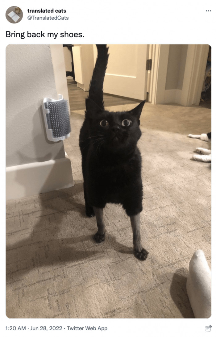 9. Puss wants its boots.