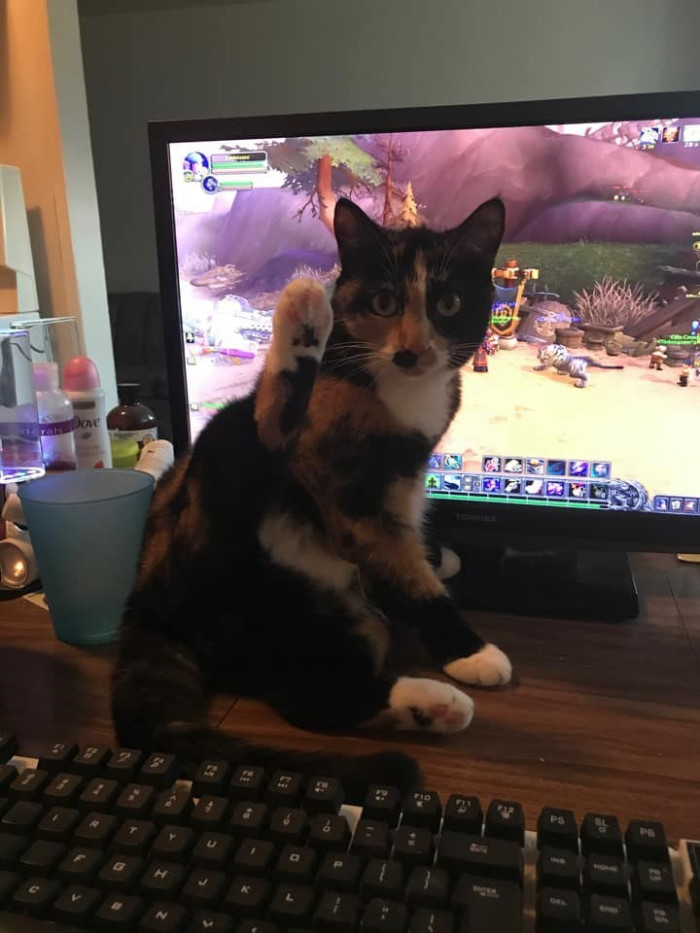 10. "My cat Zara didn’t want me to play my video game; she wanted my full attention, so she did this. LOL."
