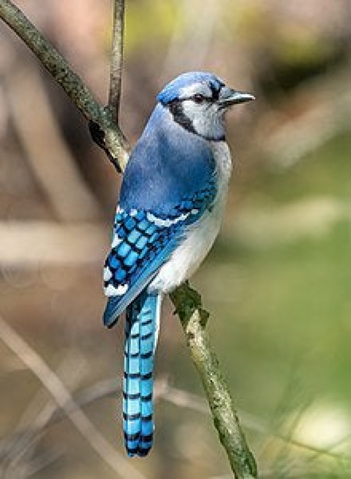 Blue Jays are known to sound an alarm call when hawks or other dangers are near, and smaller birds often recognize it and hide