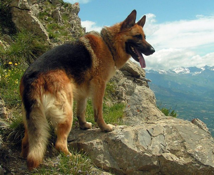 "German Shepherd"