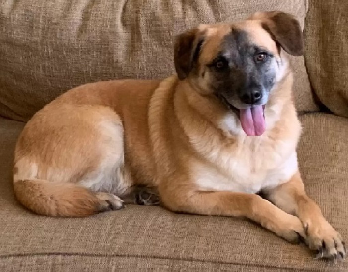 Krueger found a forever home for Zelda, but she barely parted with her