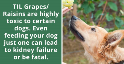 Redditor Enlightens An Online Group On How Grapes/Raisins Are Toxic To Dogs And Can Lead To Them Having Kidney Failure
