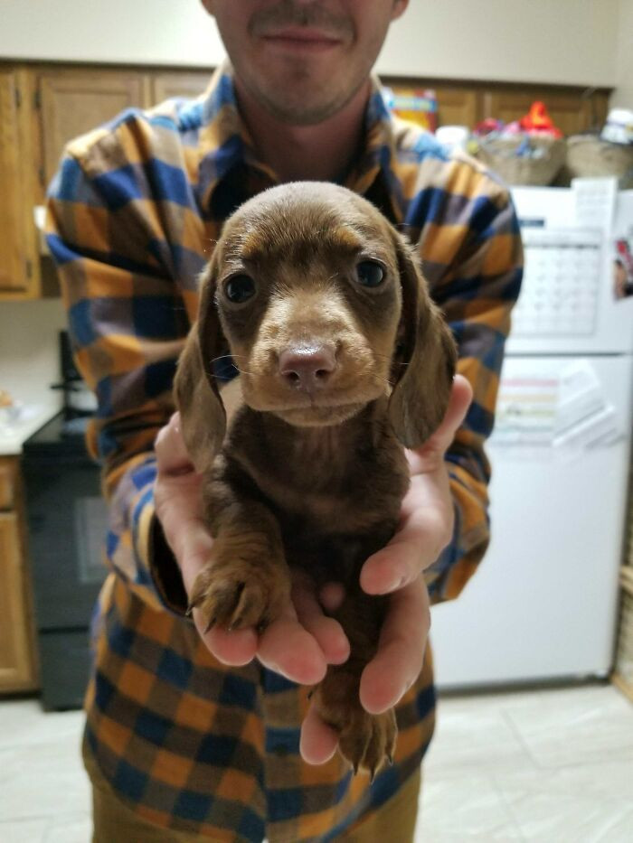 "Meet Otto, The Chocolate Dachshund"