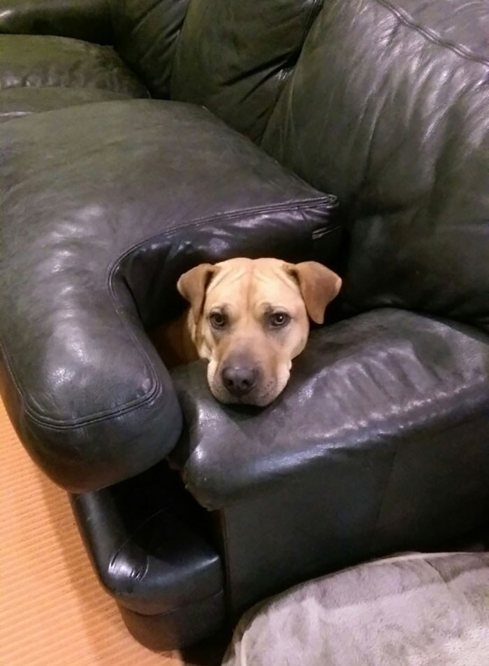 She's Not Allowed On The Couch