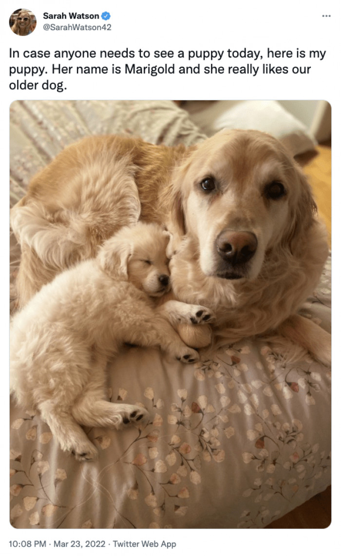 1. Puppy finds comfort in the older doggo