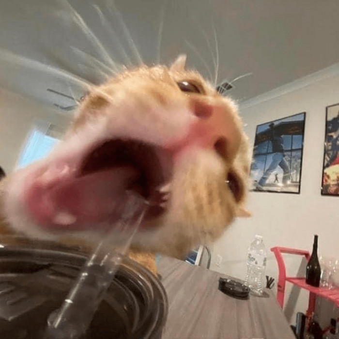 2. ... Or a cup of smoothie?