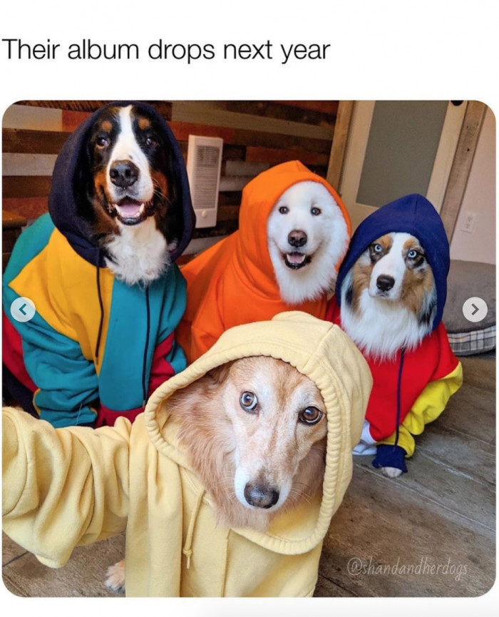 21. The Doggo Boyz about to drop an album