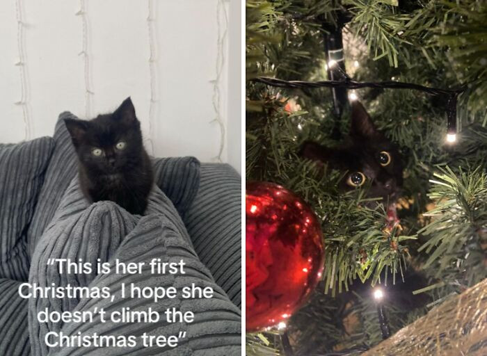 14. Hiding in the Christmas tree is a Cat-thing. No need to bother hoping it won’t happen