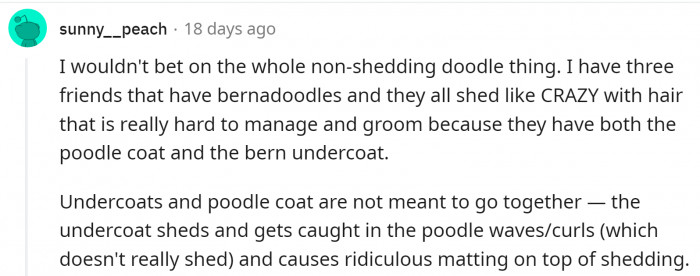 It turns out that Bernadoodles do shed.