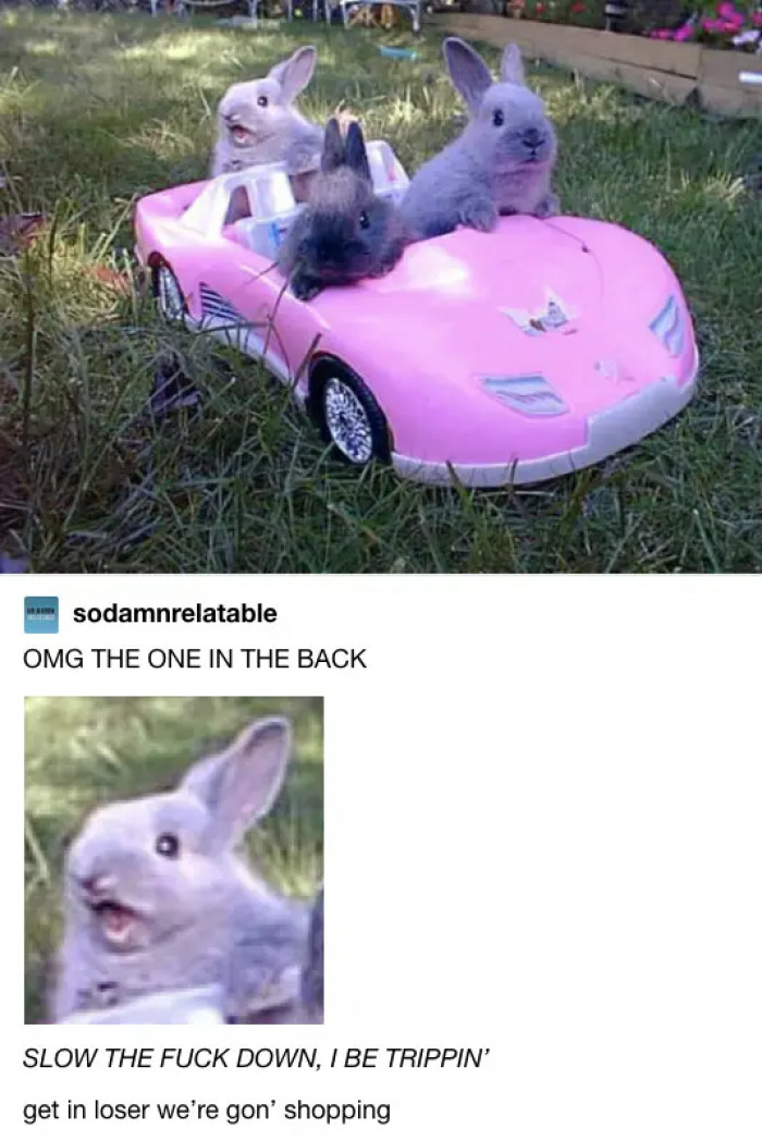 20. All this bunny wants is just to go home