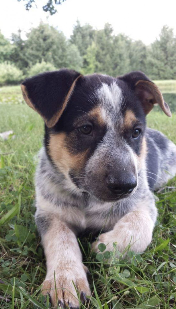 11. "Buddy Before and after adoption!"