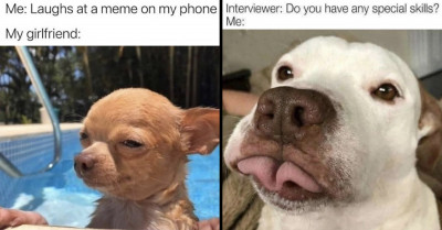 The Best Dog Memes That Are Sure to Put You in a Better Mood Today