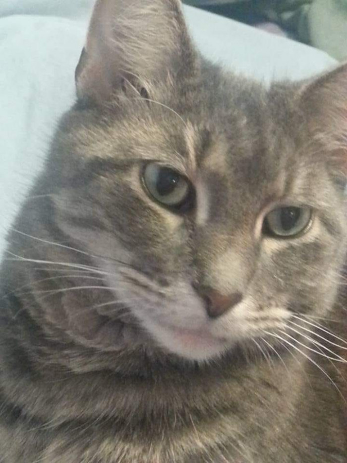 1. "These hoomans are the one." This cat decided.