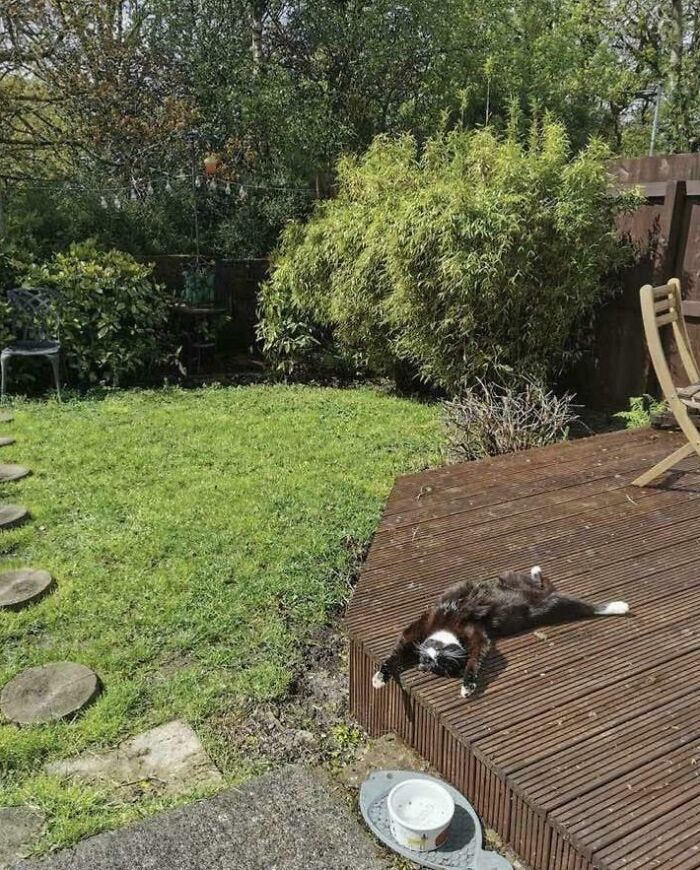 Estate Agent’s Shot of the Garden