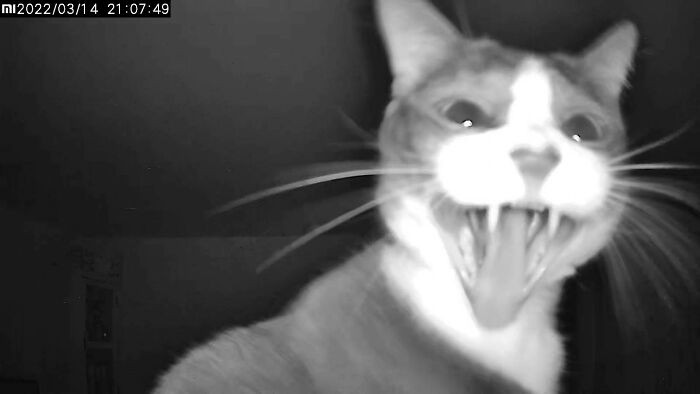 46. Screaming like there's no tomorrow