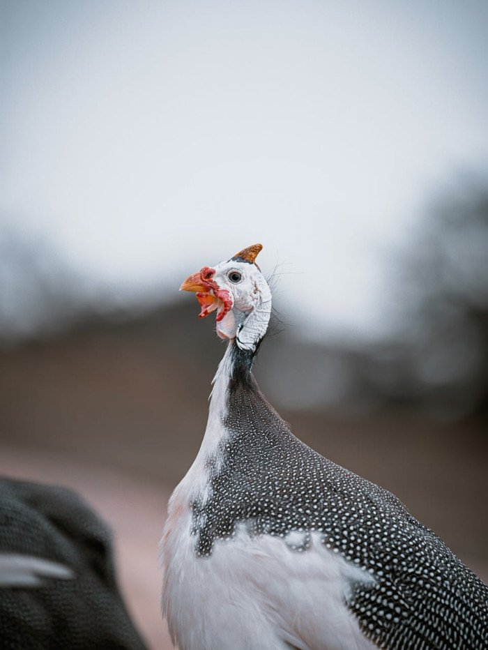 What Does It Mean to Call Birds Dinosaurs?
