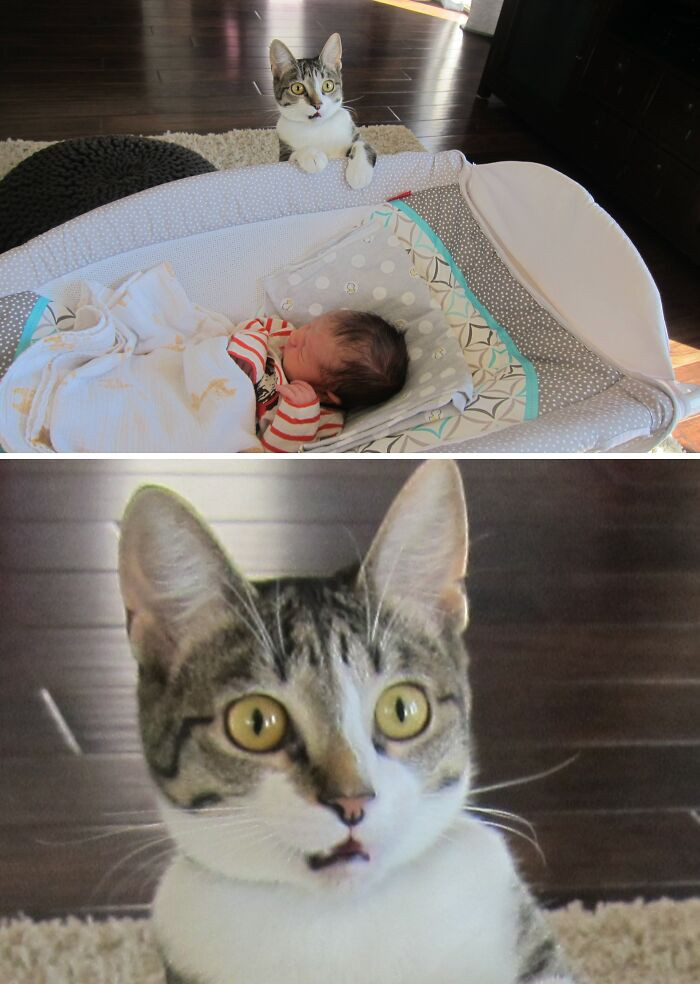 "We Forgot To Tell Our Cat That We Had A Baby"