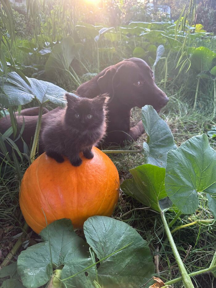 "The Tiniest Pumpkin Queen And Her Loyal Knight"