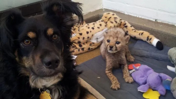 This Australian Shepherd stepped in and became a single dad for five orphaned cheetah cubs