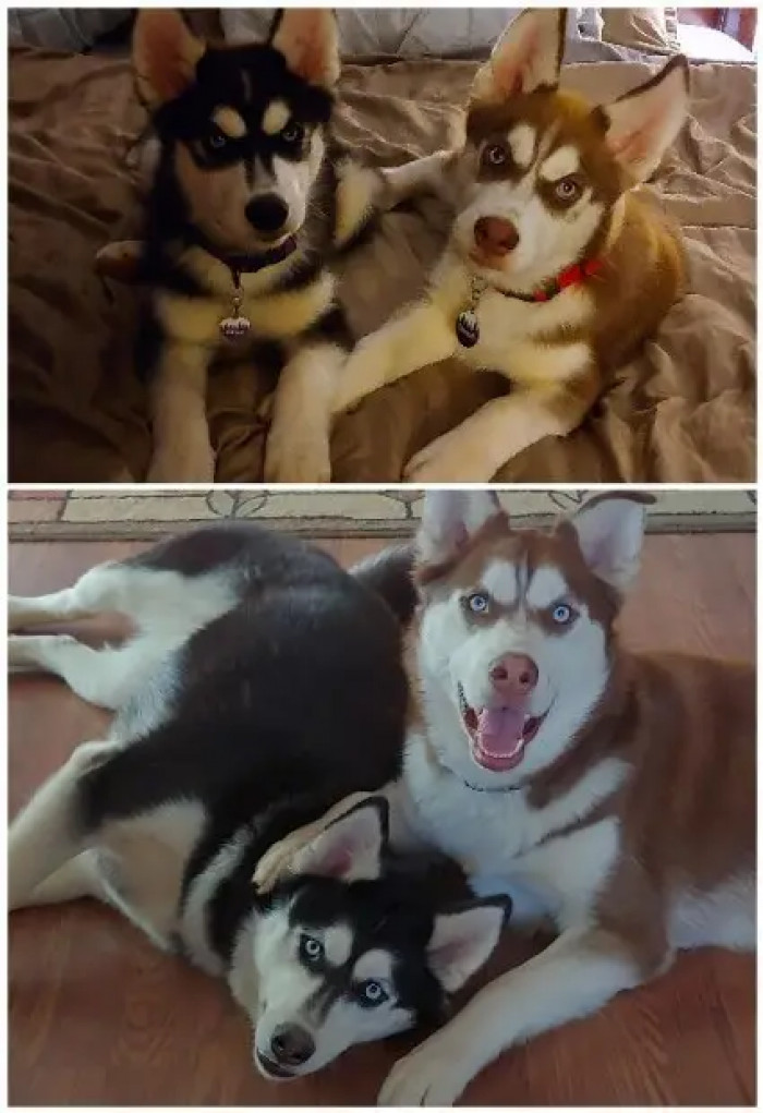 18. Akira and Denali came from the same litter. Now, they're the best of friends.