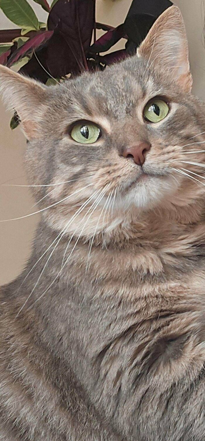 14. This cat is FIV positive, but still deserves all the love it can get. Gladly she’s getting it in her new home