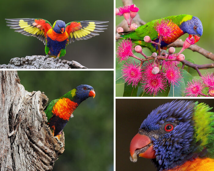 Rainbow lorikeets move in ever-changing flocks, roaming from place to place as different trees come into bloom, and using their unique brush-tipped tongues to sip nectar and gather pollen along the way.