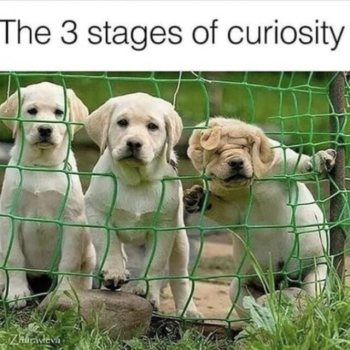 9. Which level of curiosity are you?