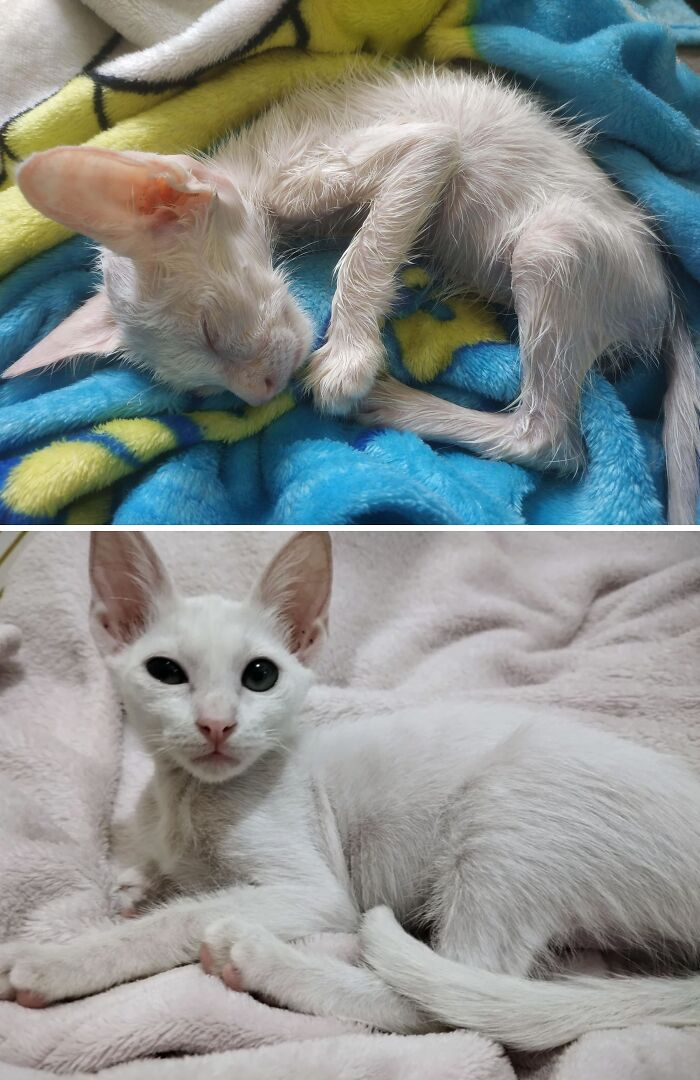19. Coco’s recovery journey: one month after being found covered in adhesive